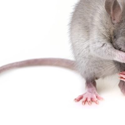 Comment prévenir une infestation de rats ?