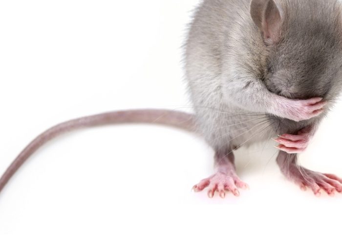 Comment prévenir une infestation de rats ?