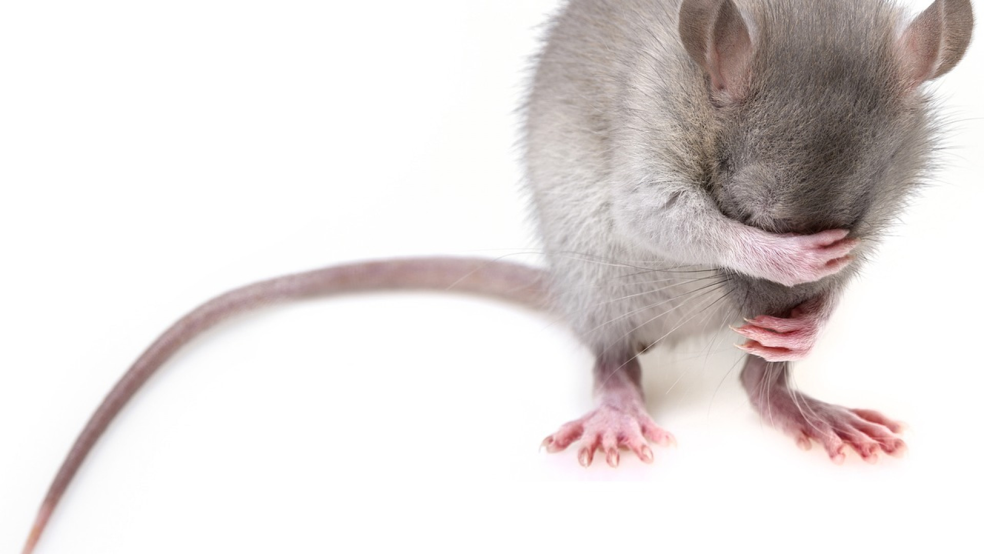 Comment prévenir une infestation de rats ?